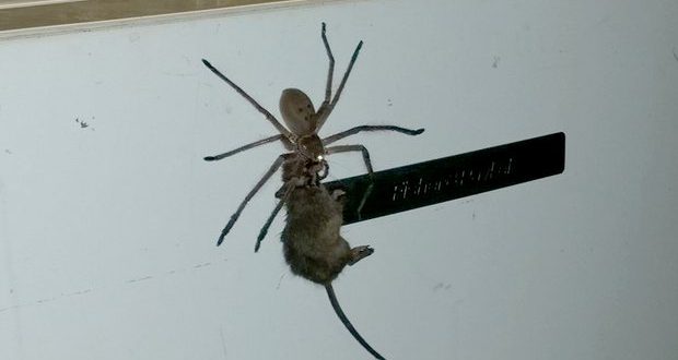 Huge spider carries mouse up fridge (Video)