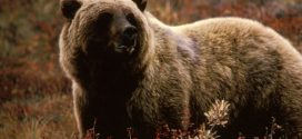 Man survives two bear attacks in the same day