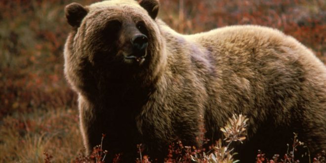 Man survives two bear attacks in the same day