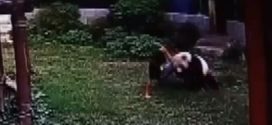Meiling: Panda wrestles intruder at Chinese zoo (Video)