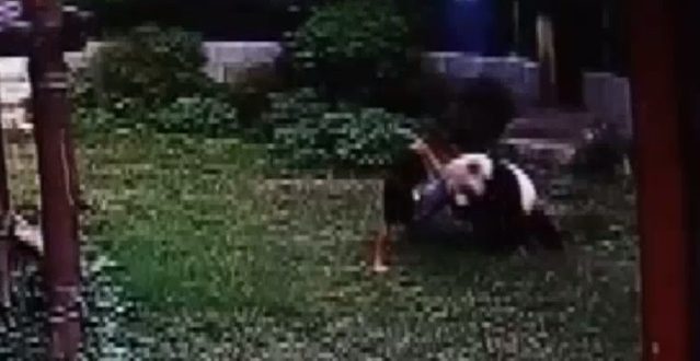 Meiling: Panda wrestles intruder at Chinese zoo (Video)