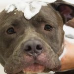 Montreal Bans New Ownership of Pit Bulls, Report