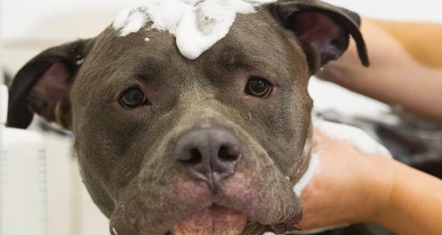 Montreal Bans New Ownership of Pit Bulls, Report