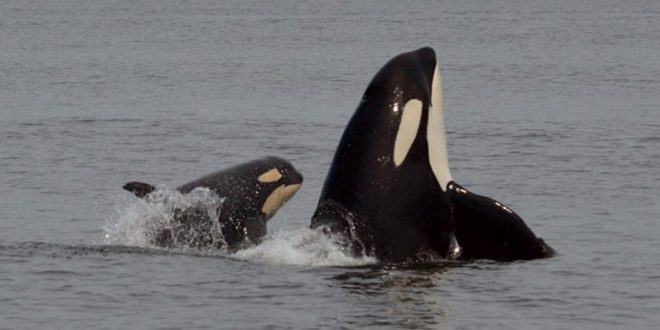 New images released of eight calves born (Pacific Whale Watch Association)