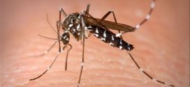 'No current risk' after mosquito that can transmit Zika found in southwestern Ontario
