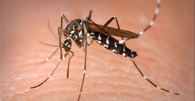 ‘No current risk’ after mosquito that can transmit Zika found in southwestern Ontario