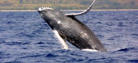 Non-profit scouts Nova Scotia coasts for whale sanctuary