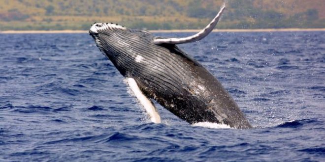Non-profit scouts Nova Scotia coasts for whale sanctuary