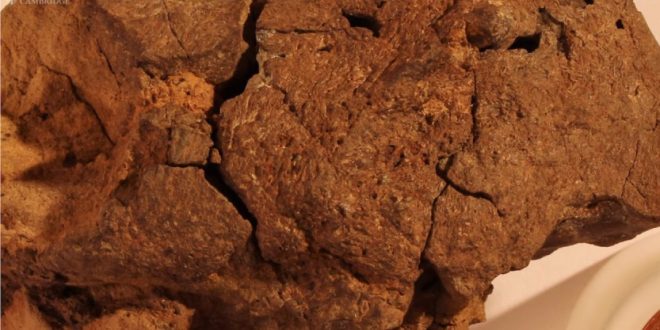 fossilized brain