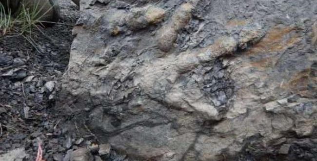Paleontologists look for more evidence of dinosaurs in Denali