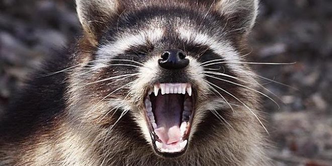 Rabies reported in Burlington: Protect Your Family and Pets