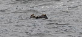 Rescued seal pups released and tracked (Video)