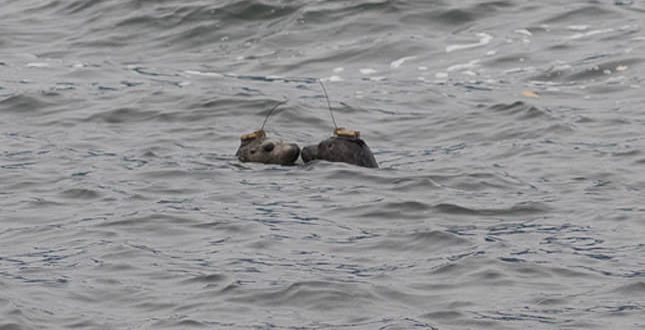 Rescued seal pups released and tracked (Video)