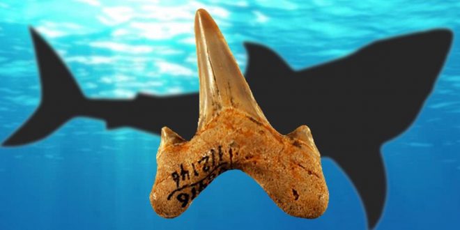 Research reveals new extinct species of giant shark
