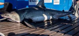 Scientists track great white shark off Virginia coast