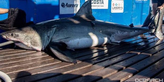 Scientists track great white shark off Virginia coast