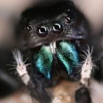 Spiders can hear you from across a room, says new research