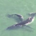 Stranded humpback whale in Australia finally freed (Video)