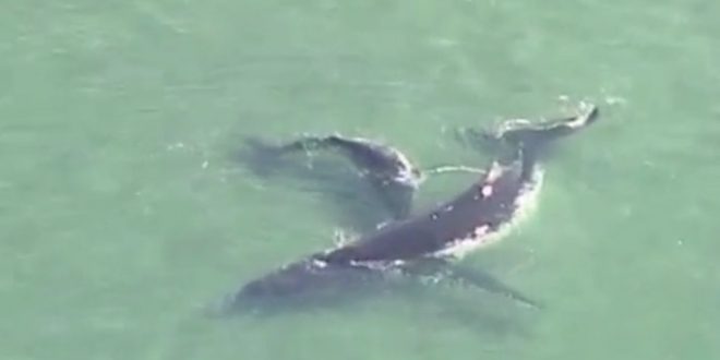 Stranded humpback whale in Australia finally freed (Video)