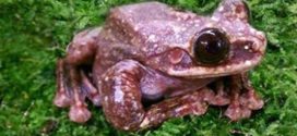 Toughie the Frog, Likely the Last of His Species, Dies in Georgia