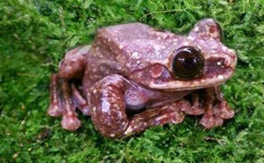 Toughie the Frog, Likely the Last of His Species; Dies in Georgia