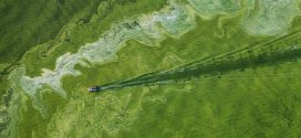 Warm ocean linked to toxic algae bloom, finds new research