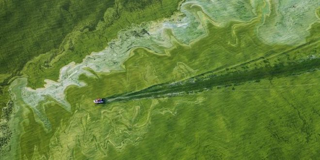 Warm ocean linked to toxic algae bloom, finds new research