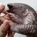 World's Most Trafficked Mammal Pangolin Gets Trade Protection, Report