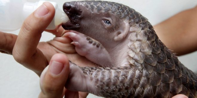 World’s Most Trafficked Mammal Pangolin Gets Trade Protection, Report