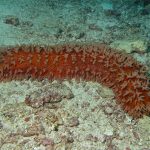 Researchers discover mechanisms of shape-shifting sea cucumbers