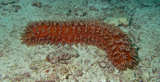 Researchers discover mechanisms of shape-shifting sea cucumbers