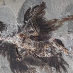 An ancient Chinese bird Fossil gives Clues to Feather Colors