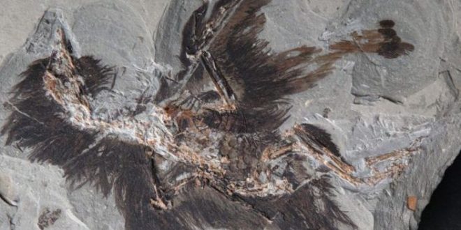 An ancient Chinese bird Fossil gives Clues to Feather Colors