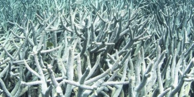 Death of coral reefs could be devastating for humans, researchers warn