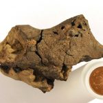 First-Ever Dinosaur Brain Tissue Found (research)