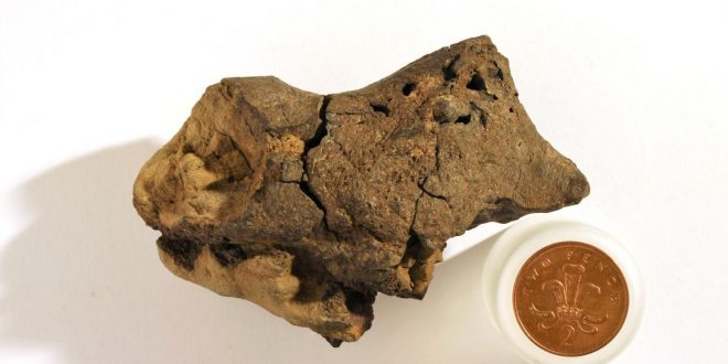 First-Ever Dinosaur Brain Tissue Found (research)