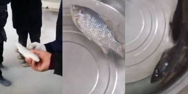 Frozen Fish Comes Back to Life! (Video)