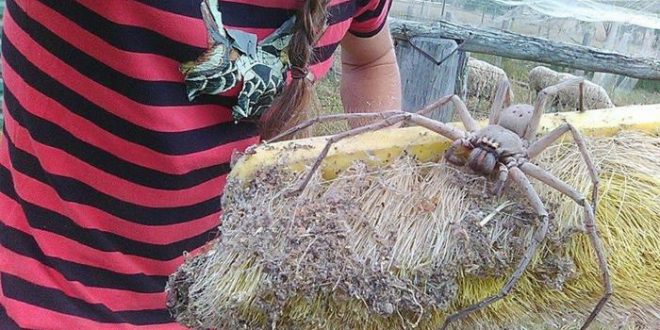 Giant huntsman spider nicknamed Charlotte captured on camera in Australia
