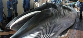 Japan Ignores IWC Whaling Resolution, Report