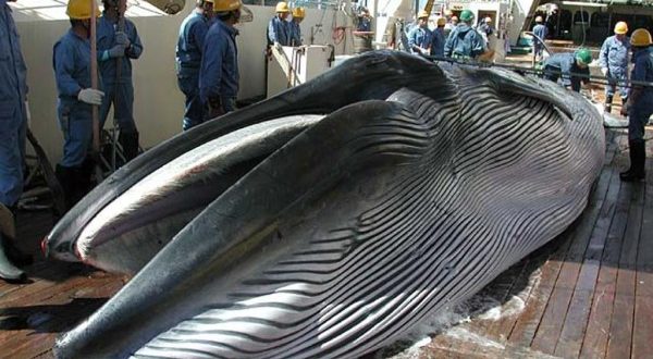 Japan Ignores IWC Whaling Resolution, Report