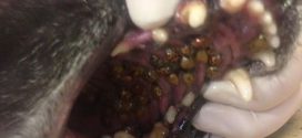 Large number of bugs posing problems for dogs (Photo)