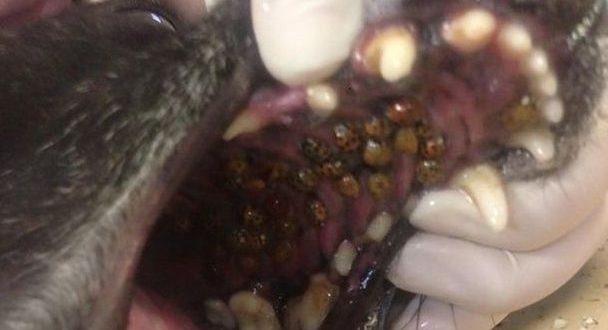 Large number of bugs posing problems for dogs (Photo)