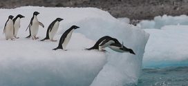 New Antarctic Marine Reserve is World's Largest, Report