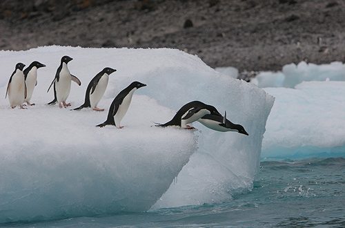 New Antarctic Marine Reserve is World's Largest, Report