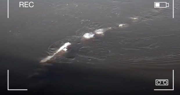 New Loch Ness monster spotted in Alaskan river? Real Footage Found!