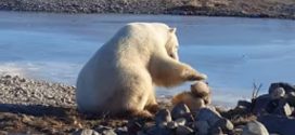 Polar Bear Kills Dog Where Heartwarming Video Was Shot (Watch)