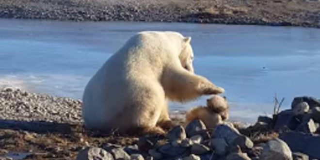 Polar Bear Kills Dog Where Heartwarming Video Was Shot (Watch)