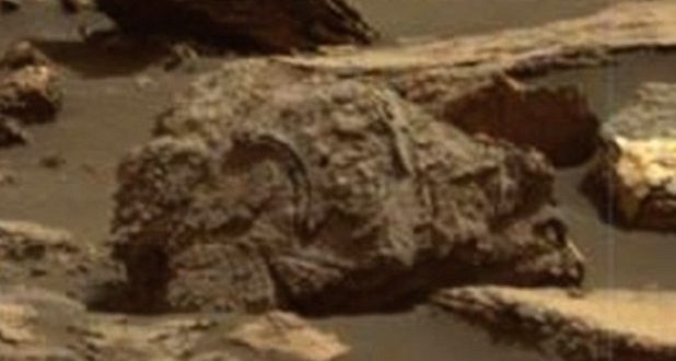 Scientists Find Brown Grizzly Bear Remains On Mars? (Photo)