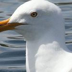 Seabird Crap Could Help Save the Arctic, Says New Research