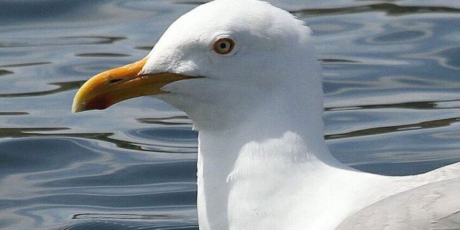Seabird Crap Could Help Save the Arctic, Says New Research